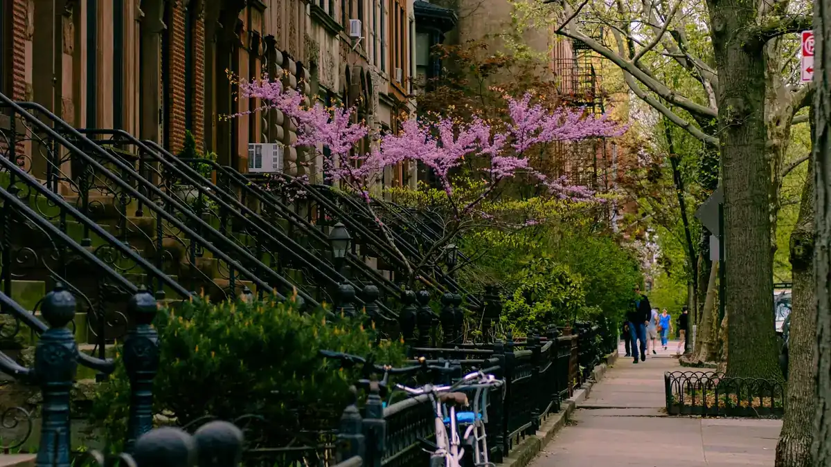 Tree-lined Brooklyn block of brownstones
